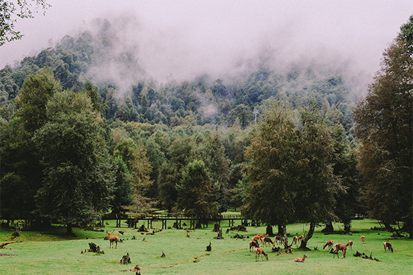 Deerhunter