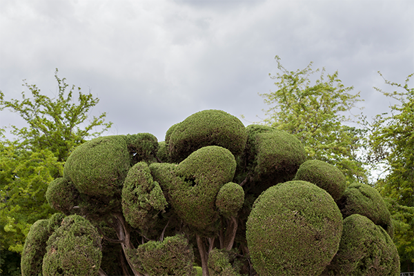 Árboles
