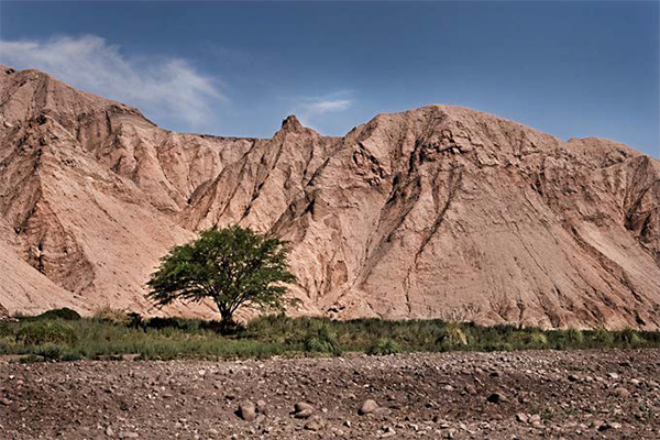 Oasis