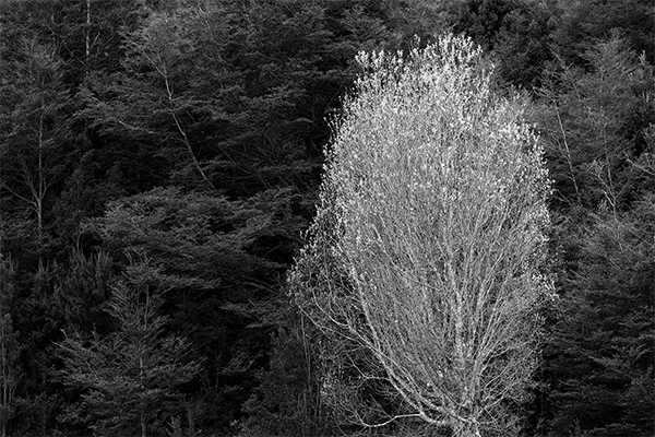 Árbol blanco