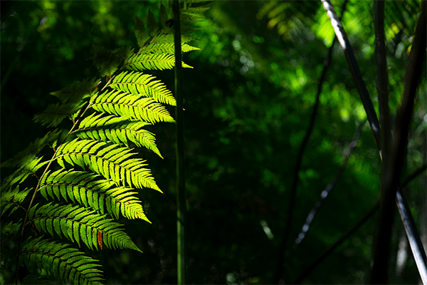 Claro oscuro verde