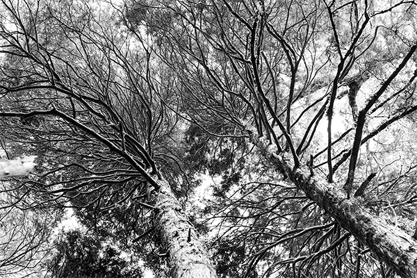 Ramas de árbol