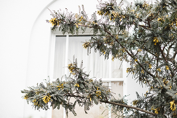 Árbol tras la Ventana