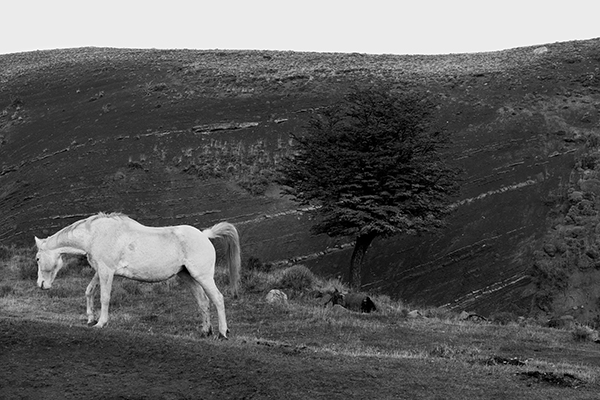 Caballo Negro, Caballo Blanco