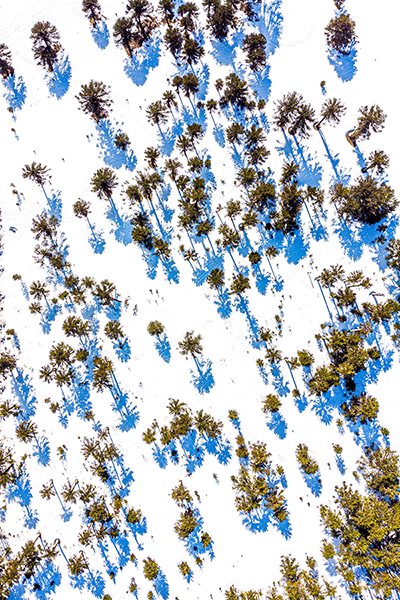 Araucarias de Nieve