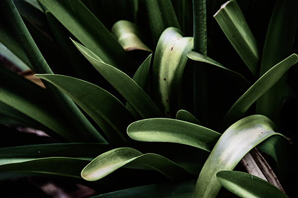 Botanic IV
