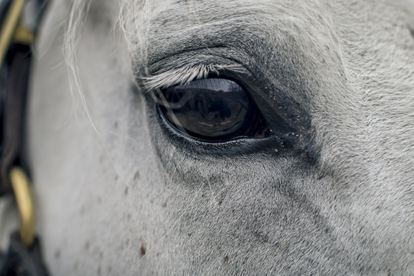 Mirada Blanca