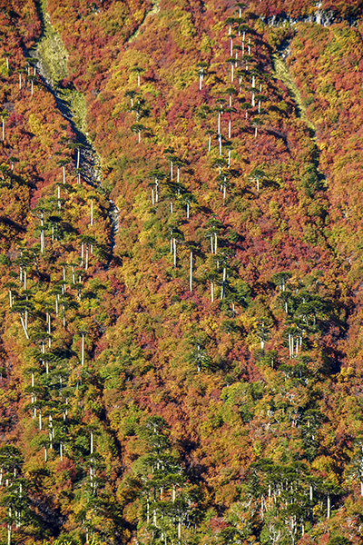Conguillio, 2014