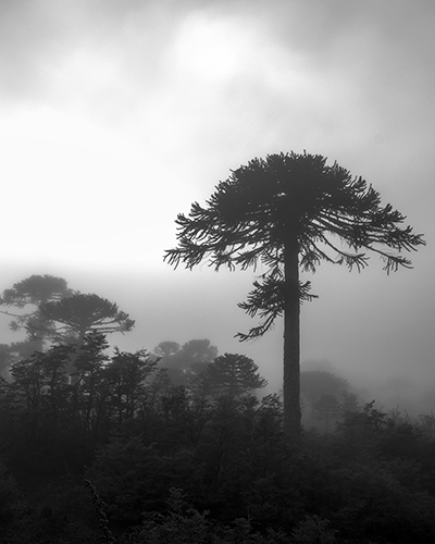Araucaria, 2014