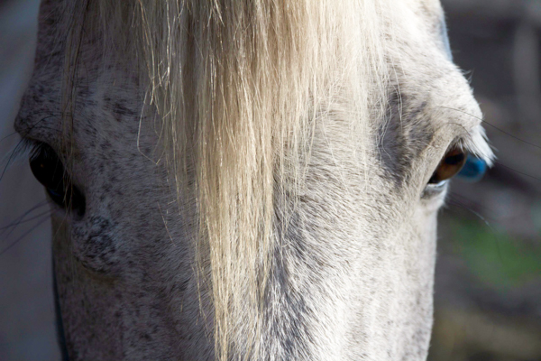 Caballo tordo