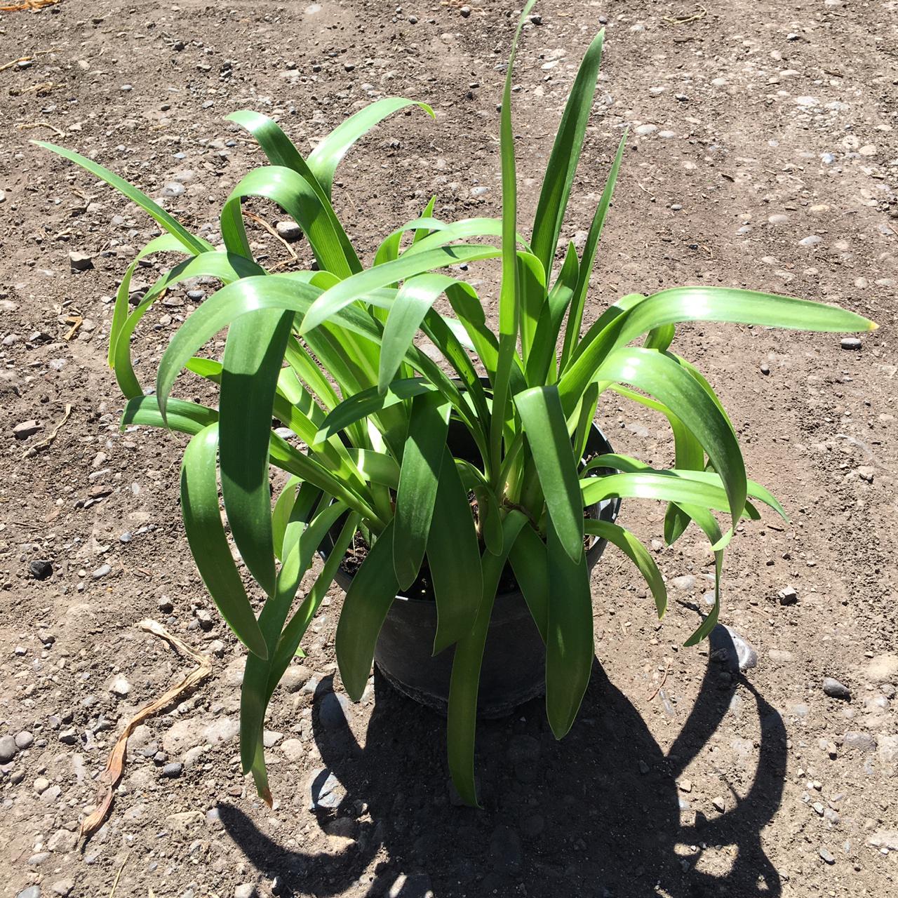 Agapanto storm cloud