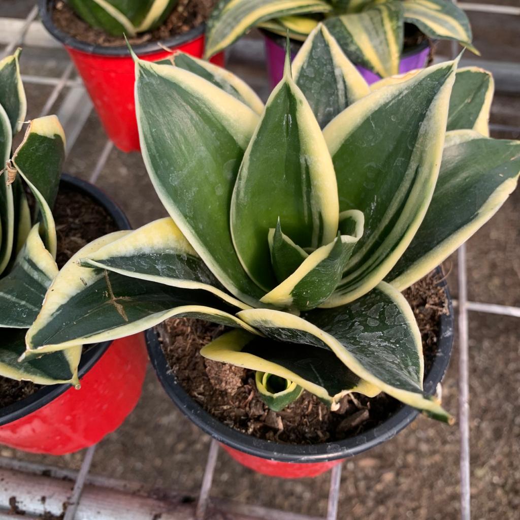 Sansevieria enana borde amarillo