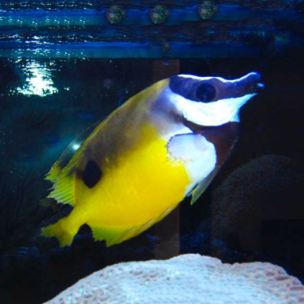 Fin Rot