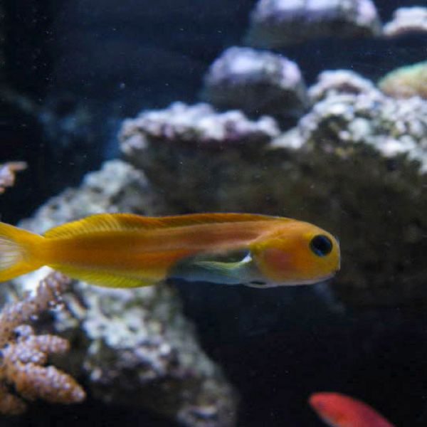 Fish Tuberculosis