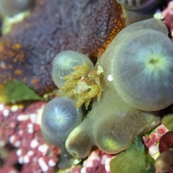 Nudibrânquias