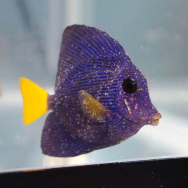 Amyloodinium ocellatum