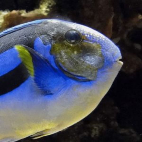 Marine Head and lateral line erosion, (MHLLE)