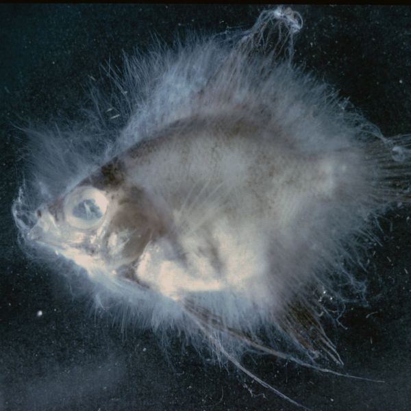 Saprolegnia