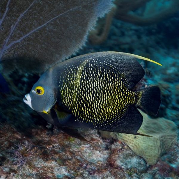Encefalite em Pomacanthus