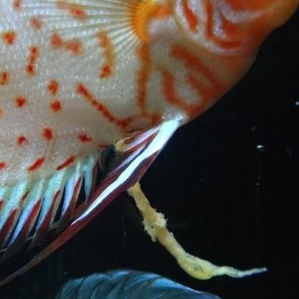 Doenças intestinais