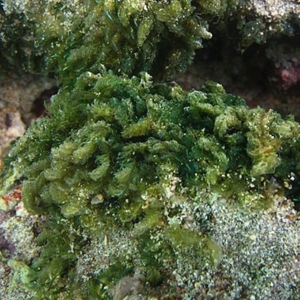 Bryopsis