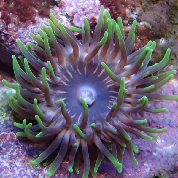 Manjano
