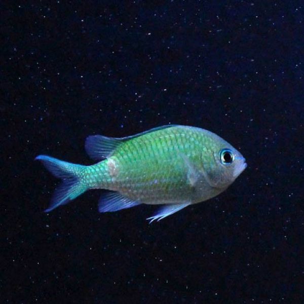 Uronema Marinum