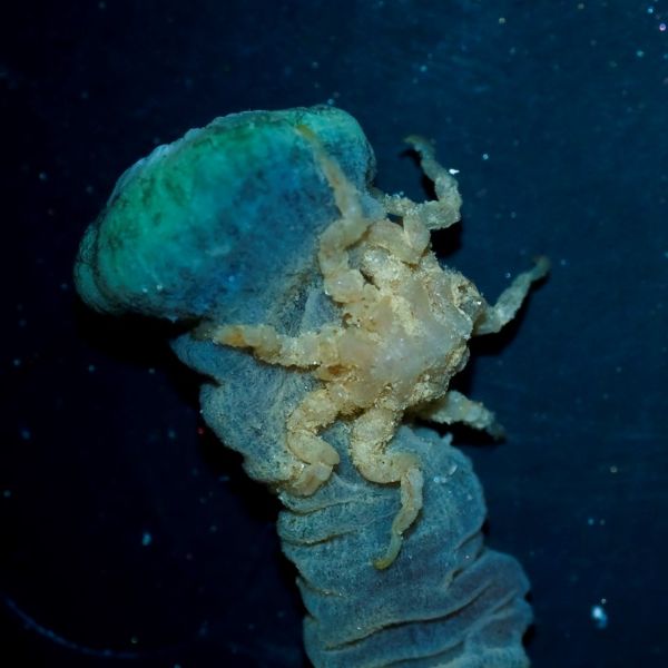 Aranhas do Mar