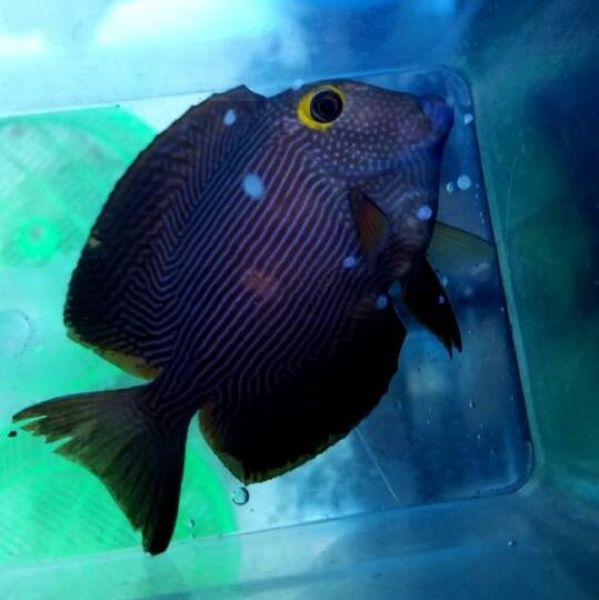 Monogenea