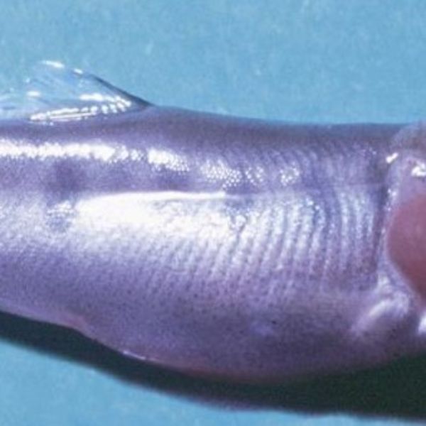 Vírus pancreático necrótico infeccioso