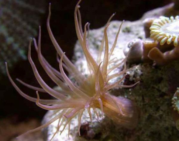 Aiptasia