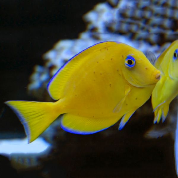 Turbellaria