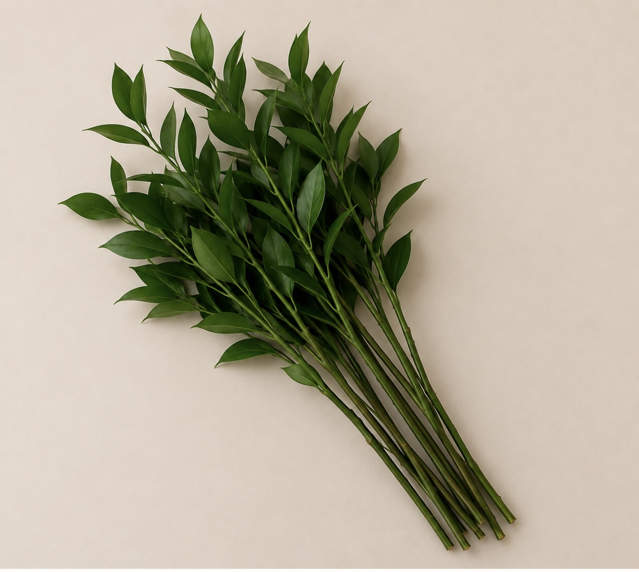 Paquete de 10 varas de ruscus