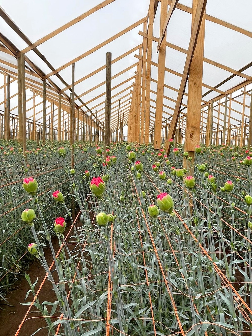 Claveles en flor dentro del invernadero