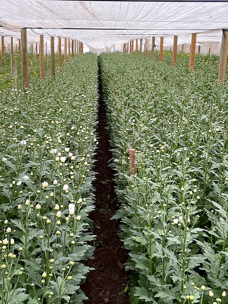 Hileras de crisantemo blanco en flor