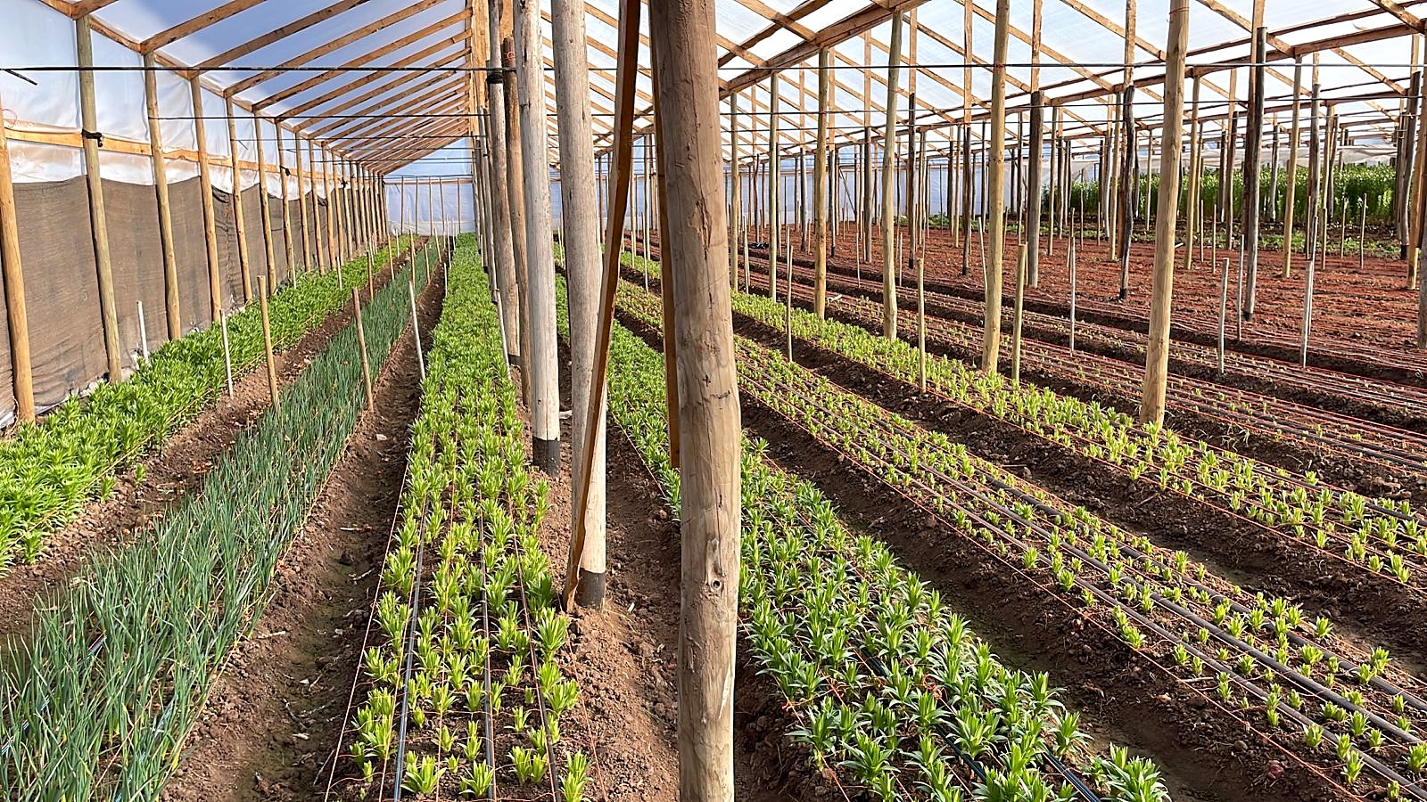 Invernadero de lilium recién plantado en Pullally