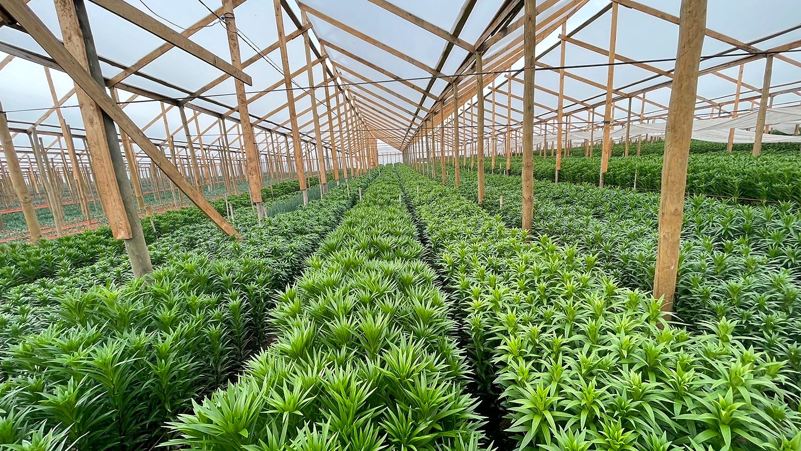 Invernadero de lilium en el cultivo de ItalFlor, Pullally
