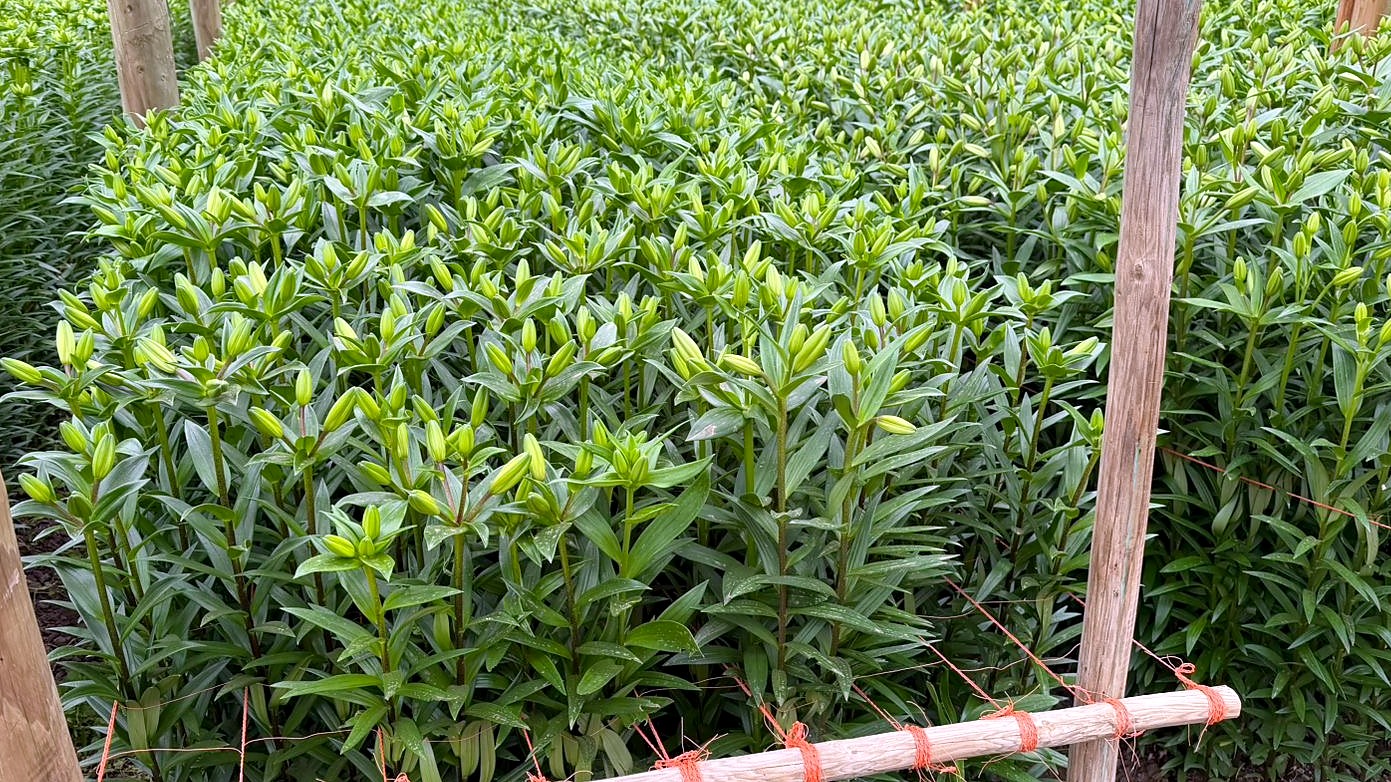 Lilium en botón listo para cosecha en el cultivo de ItalFlor
