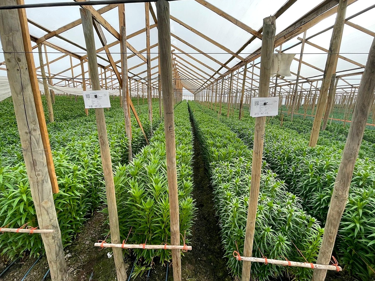 Invernadero de lilium con fichas de variedad y fecha