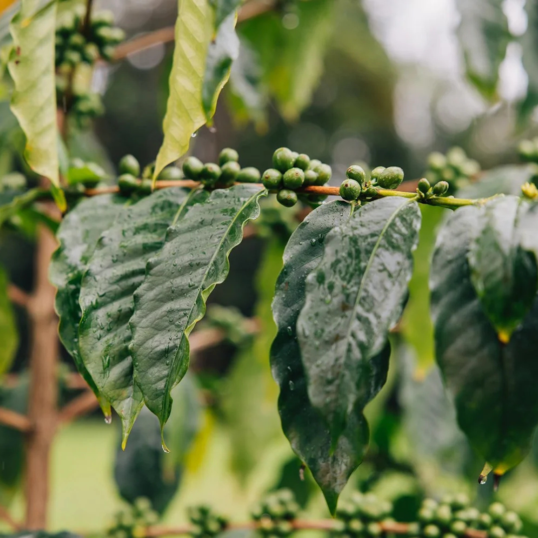 Lote Pacamara de Felipe Guarachi Tola, Finca Chuquiago, Bolivia