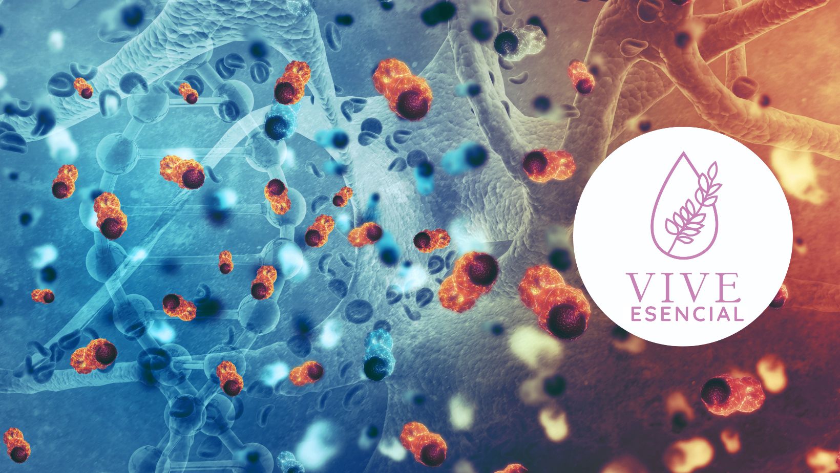 Ilustración de un corazón y flujo sanguíneo