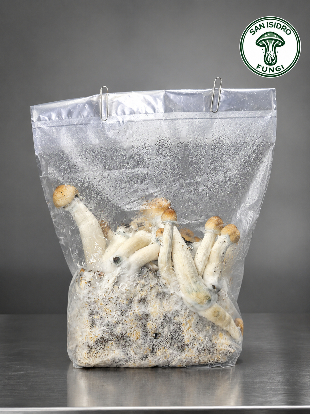 Kit de cultivo todo en uno San Isidro con hongos creciendo