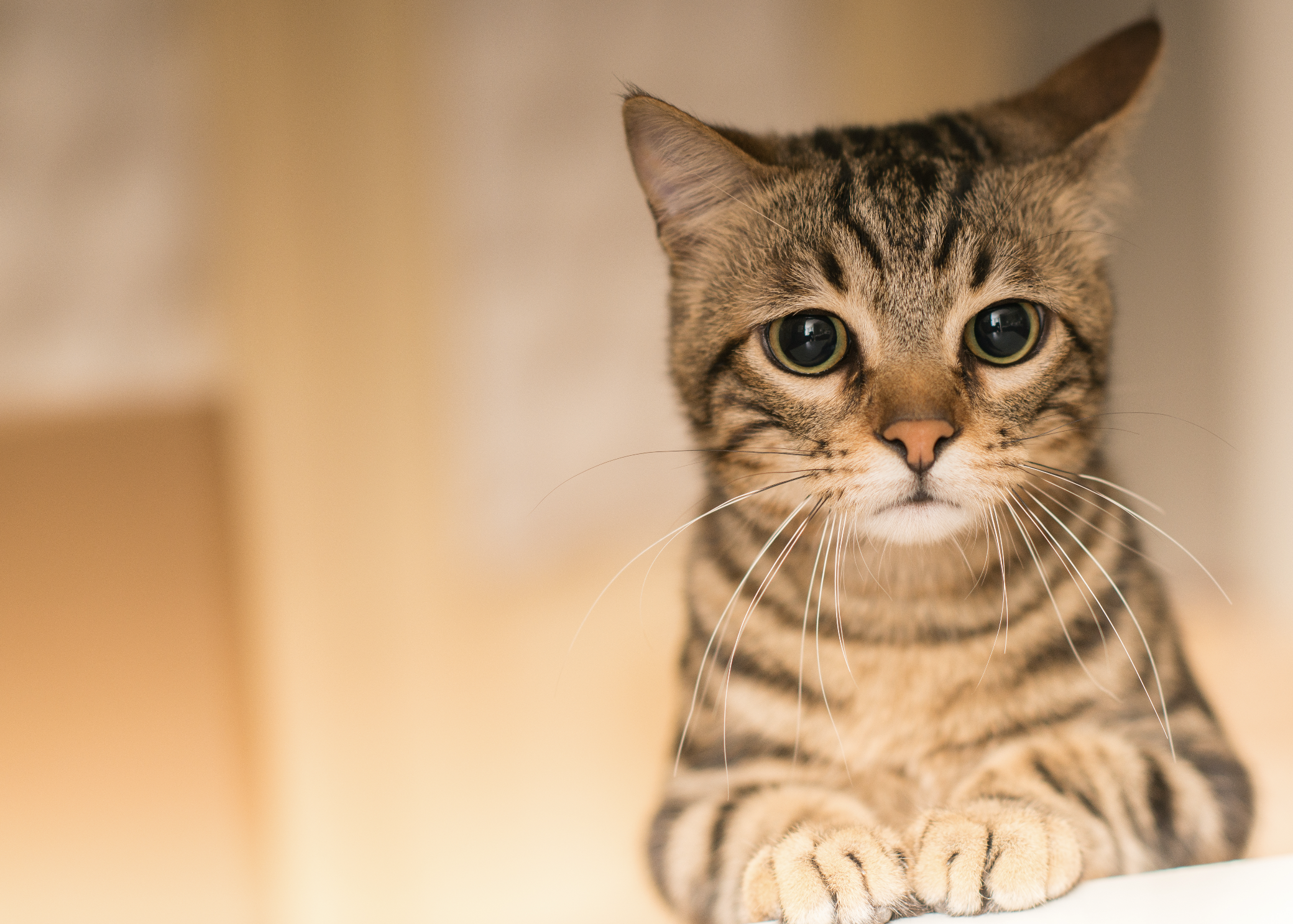 ¿QUÉ ES UN GATO DE INTERIOR?