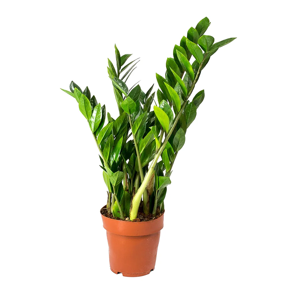 Plantas da Sorte e Proteção