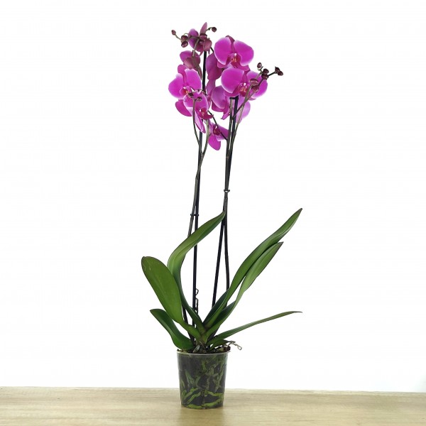 Orquídeas de Interior