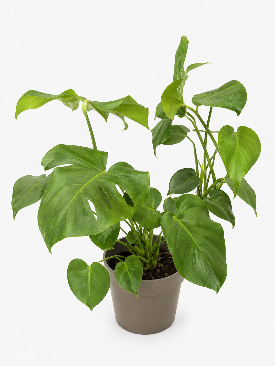 Plantas Decorativas