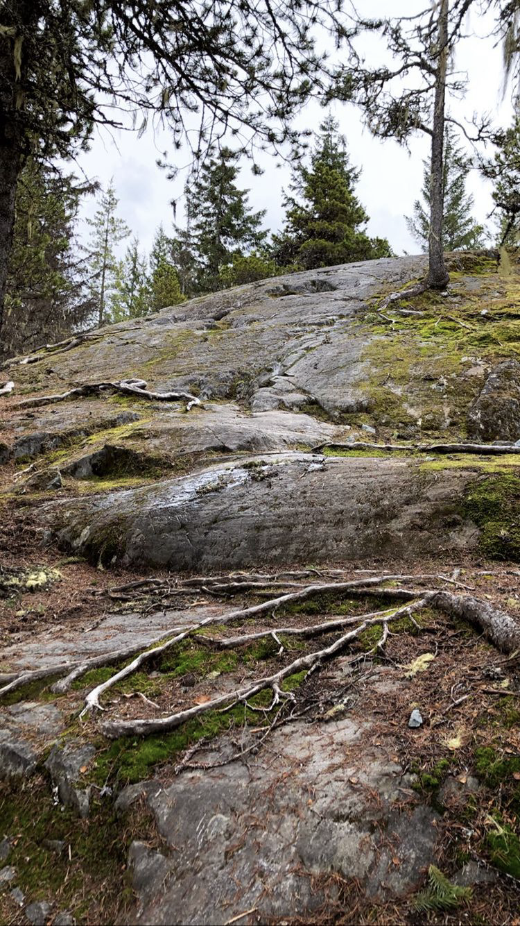 Whistler trails